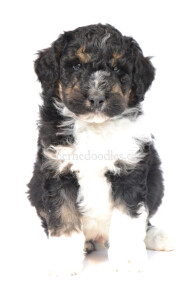 bernedoodles, bernedoodle puppies, bernedoodlees for sale, bernedoodles in canada, tri colour bernedoodles, tri colour, tri colour bernedoodles, tri colour bernedoodles, bernedoodles, bernedoodle breeders, bernedoodle breeders, bernedoodles, bernedoodles, bernedoodles. bernedoodle puppies for sale, berniedoodles, bernadoodles, bernesedoodles, bernedoodles, bernedoodles, bernedoodles, bernedoodle, bernedoodle, bernedoodle, bernedoodle, bernedoodle, bernedoodle puppies, bernedoodle breeders, bernedoodles, bernedoodle puppies, available bernedoodle puppies, available Bernedoodle puppies, tri colour bernedoodle,bernedoodle, bernedoodle, bernedoodle, bernedoodle, bernedoodles, bernedoodle puppies Ontario, bernedoodle, bernedooodle, bernedoodle, bernedoodle, bernedoodle, bernedoodle, bernedoodles, bernedoodle puppies, bernedoodle puppy, bernedoodle breeder in Canada, bernedoodle breeder in Ontario, bernedoodles, bernedoodles for sale, bernedoodles, Willow Brooke Bernedoodles, bernadoodles, available puppies, available Bernedoodle puppies, bernedoodles British Columbia, bernedoodles Alberta, bernedoodles Ontario, bernedoodles Toronto, bernedoodles Quebec, bernedoodles Nova Scotia, bernedoodles Newfoundland, bernedoodles New Brunswick, Bernese mountain dog, labradoodles, goldendoodles, bernedoodles, swiss ridge, swiss ridge kennel, swiss ridge bernedoodles, bernadoodles, berniedoodles, bernedoodles for sale, bernedoodles, bernedoodle, bernedoodle, bernedoodle, bernedoodle, bernedoodle, bernedoodle, bernedoodles, bernedoodles, bernedoodles, bernedoodle, bernedoodle puppy, bernedoodles Toronto, bernedoodles, bernedoodles, bernedoodle, bernedoodles, bernedoodle, bernedoodle, bernedoodle, bernedoodle, bernedoodle, bernedoodle, bernedoodles, bernedoodle, bernedoodles, bernedoodles, bernedoodles, Willow Brooke Bernedoodles, available Bernedoodle puppies, Bernedoodles Canada, bernedoodle, burnadoodle, berniedoodle, bernadoodle, bernadoodle, bernedoodle, bernedoodles, Bernedoodles, Bernese Mountain Dog, Poodle, Standard Poodle, Moyan Poodle, Mini Bernedoodle, Medium Bernedoodle, Standard Bernedoodle, Bernedoodles, bernedoodle, Bernedoodle Canada, bernedoodles bernedoodles bernedoodles, bernedoodles, Willow Brooke Bernedoodles, available bernedoodles, available Bernedoodles, Bernedoodles, bernedoodles, bernedoodle, bernedoodle, bernedoodles, bernedoodle, bernedoodle, bernedoodles, bernedoodle puppy, bernedoodle, bernedoodle, bernedoodles, bernedoodles, bernedoodle, bernedoodle, bernedoodles, bernedoodle puppies, bernedoodle breeder, Ontario bernedoodle puppies, bernedoodles for sale, available bernedoodle puppies, bernedoodle litters, bernedoodles in New York, bernedoodle, bernedoodle puppy, bernedoodle puppies, bernedoodles Ontario, bernedoodle, bernadoodle, bernadoodle, bernedoodles, bernedoodle puppies for sale, puppies for sale, bernedoodle, berniedoodle, bernedoodles in ontario, bernedoodles in Canada