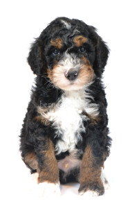 bernedoodles, bernedoodle puppies, bernedoodlees for sale, bernedoodles in canada, tri colour bernedoodles, tri colour, tri colour bernedoodles, tri colour bernedoodles, bernedoodles, bernedoodle breeders, bernedoodle breeders, bernedoodles, bernedoodles, bernedoodles. bernedoodle puppies for sale, berniedoodles, bernadoodles, bernesedoodles, bernedoodles, bernedoodles, bernedoodles, bernedoodle, bernedoodle, bernedoodle, bernedoodle, bernedoodle, bernedoodle puppies, bernedoodle breeders, bernedoodles, bernedoodle puppies, available bernedoodle puppies, available Bernedoodle puppies, tri colour bernedoodle,bernedoodle, bernedoodle, bernedoodle, bernedoodle, bernedoodles, bernedoodle puppies Ontario, bernedoodle, bernedooodle, bernedoodle, bernedoodle, bernedoodle, bernedoodle, bernedoodles, bernedoodle puppies, bernedoodle puppy, bernedoodle breeder in Canada, bernedoodle breeder in Ontario, bernedoodles, bernedoodles for sale, bernedoodles, Willow Brooke Bernedoodles, bernadoodles, available puppies, available Bernedoodle puppies, bernedoodles British Columbia, bernedoodles Alberta, bernedoodles Ontario, bernedoodles Toronto, bernedoodles Quebec, bernedoodles Nova Scotia, bernedoodles Newfoundland, bernedoodles New Brunswick, Bernese mountain dog, labradoodles, goldendoodles, bernedoodles, swiss ridge, swiss ridge kennel, swiss ridge bernedoodles, bernadoodles, berniedoodles, bernedoodles for sale, bernedoodles, bernedoodle, bernedoodle, bernedoodle, bernedoodle, bernedoodle, bernedoodle, bernedoodles, bernedoodles, bernedoodles, bernedoodle, bernedoodle puppy, bernedoodles Toronto, bernedoodles, bernedoodles, bernedoodle, bernedoodles, bernedoodle, bernedoodle, bernedoodle, bernedoodle, bernedoodle, bernedoodle, bernedoodles, bernedoodle, bernedoodles, bernedoodles, bernedoodles, Willow Brooke Bernedoodles, available Bernedoodle puppies, Bernedoodles Canada, bernedoodle, burnadoodle, berniedoodle, bernadoodle, bernadoodle, bernedoodle, bernedoodles, Bernedoodles, Bernese Mountain Dog, Poodle, Standard Poodle, Moyan Poodle, Mini Bernedoodle, Medium Bernedoodle, Standard Bernedoodle, Bernedoodles, bernedoodle, Bernedoodle Canada, bernedoodles bernedoodles bernedoodles, bernedoodles, Willow Brooke Bernedoodles, available bernedoodles, available Bernedoodles, Bernedoodles, bernedoodles, bernedoodle, bernedoodle, bernedoodles, bernedoodle, bernedoodle, bernedoodles, bernedoodle puppy, bernedoodle, bernedoodle, bernedoodles, bernedoodles, bernedoodle, bernedoodle, bernedoodles, bernedoodle puppies, bernedoodle breeder, Ontario bernedoodle puppies, bernedoodles for sale, available bernedoodle puppies, bernedoodle litters, bernedoodles in New York, bernedoodle, bernedoodle puppy, bernedoodle puppies, bernedoodles Ontario, bernedoodle, bernadoodle, bernadoodle, bernedoodles, bernedoodle puppies for sale, puppies for sale, bernedoodle, berniedoodle, bernedoodles in ontario, bernedoodles in Canada