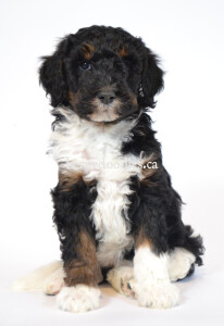 bernedoodles, bernedoodle puppies, bernedoodlees for sale, bernedoodles in canada, tri colour bernedoodles, tri colour, tri colour bernedoodles, tri colour bernedoodles, bernedoodles, bernedoodle breeders, bernedoodle breeders, bernedoodles, bernedoodles, bernedoodles. bernedoodle puppies for sale, berniedoodles, bernadoodles, bernesedoodles, bernedoodles, bernedoodles, bernedoodles, bernedoodle, bernedoodle, bernedoodle, bernedoodle, bernedoodle, bernedoodle puppies, bernedoodle breeders, bernedoodles, bernedoodle puppies, available bernedoodle puppies, available Bernedoodle puppies, tri colour bernedoodle,bernedoodle, bernedoodle, bernedoodle, bernedoodle, bernedoodles, bernedoodle puppies Ontario, bernedoodle, bernedooodle, bernedoodle, bernedoodle, bernedoodle, bernedoodle, bernedoodles, bernedoodle puppies, bernedoodle puppy, bernedoodle breeder in Canada, bernedoodle breeder in Ontario, bernedoodles, bernedoodles for sale, bernedoodles, Willow Brooke Bernedoodles, bernadoodles, available puppies, available Bernedoodle puppies, bernedoodles British Columbia, bernedoodles Alberta, bernedoodles Ontario, bernedoodles Toronto, bernedoodles Quebec, bernedoodles Nova Scotia, bernedoodles Newfoundland, bernedoodles New Brunswick, Bernese mountain dog, labradoodles, goldendoodles, bernedoodles, swiss ridge, swiss ridge kennel, swiss ridge bernedoodles, bernadoodles, berniedoodles, bernedoodles for sale, bernedoodles, bernedoodle, bernedoodle, bernedoodle, bernedoodle, bernedoodle, bernedoodle, bernedoodles, bernedoodles, bernedoodles, bernedoodle, bernedoodle puppy, bernedoodles Toronto, bernedoodles, bernedoodles, bernedoodle, bernedoodles, bernedoodle, bernedoodle, bernedoodle, bernedoodle, bernedoodle, bernedoodle, bernedoodles, bernedoodle, bernedoodles, bernedoodles, bernedoodles, Willow Brooke Bernedoodles, available Bernedoodle puppies, Bernedoodles Canada, bernedoodle, burnadoodle, berniedoodle, bernadoodle, bernadoodle, bernedoodle, bernedoodles, Bernedoodles, Bernese Mountain Dog, Poodle, Standard Poodle, Moyan Poodle, Mini Bernedoodle, Medium Bernedoodle, Standard Bernedoodle, Bernedoodles, bernedoodle, Bernedoodle Canada, bernedoodles bernedoodles bernedoodles, bernedoodles, Willow Brooke Bernedoodles, available bernedoodles, available Bernedoodles, Bernedoodles, bernedoodles, bernedoodle, bernedoodle, bernedoodles, bernedoodle, bernedoodle, bernedoodles, bernedoodle puppy, bernedoodle, bernedoodle, bernedoodles, bernedoodles, bernedoodle, bernedoodle, bernedoodles, bernedoodle puppies, bernedoodle breeder, Ontario bernedoodle puppies, bernedoodles for sale, available bernedoodle puppies, bernedoodle litters, bernedoodles in New York, bernedoodle, bernedoodle puppy, bernedoodle puppies, bernedoodles Ontario, bernedoodle, bernadoodle, bernadoodle, bernedoodles, bernedoodle puppies for sale, puppies for sale, bernedoodle, berniedoodle, bernedoodles in ontario, bernedoodles in Canada