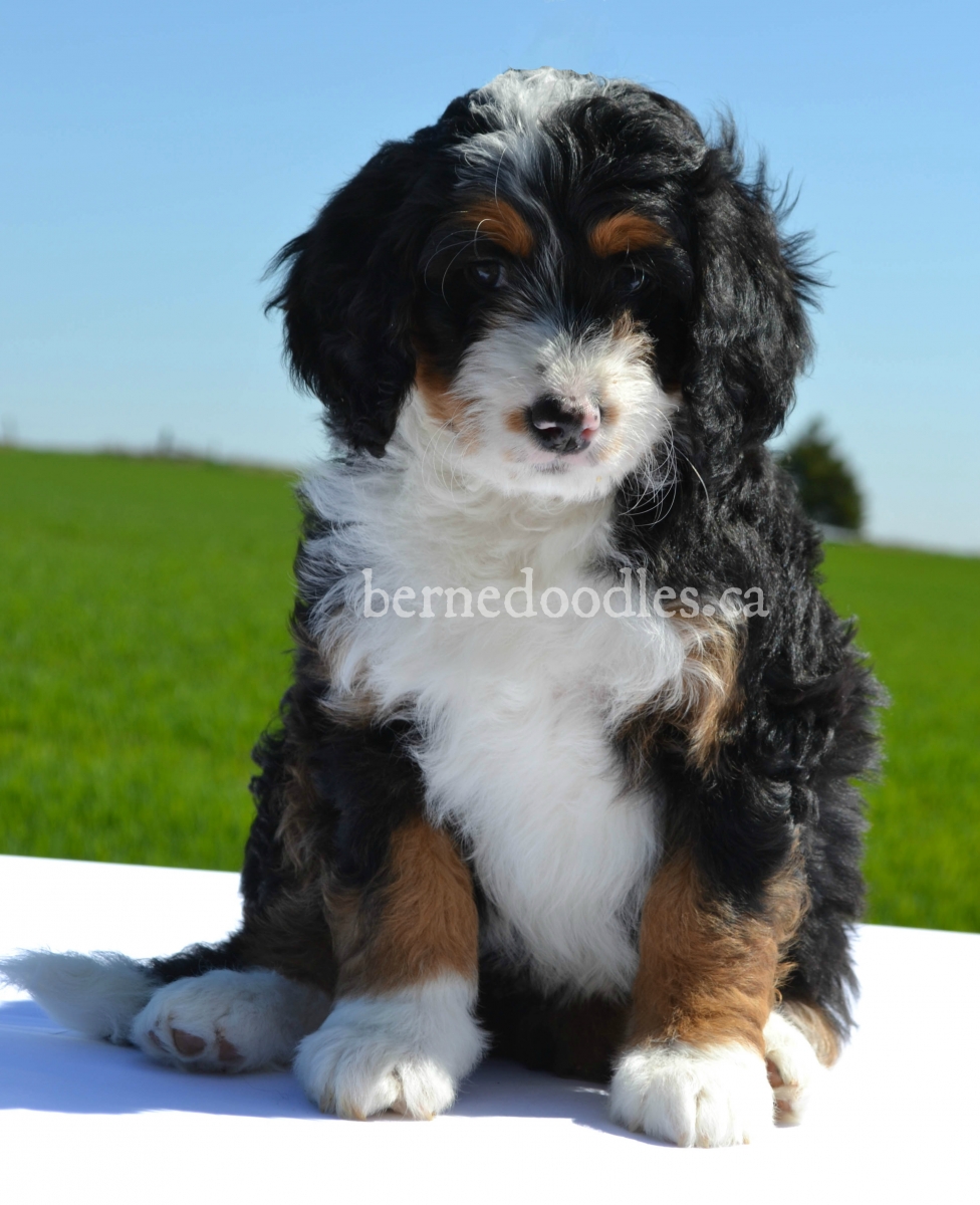 Previous Puppies | Willow Brooke Bernedoodles | Available Bernedoodle ...